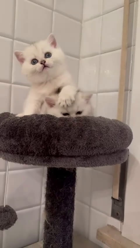 British gatti in vendita: Gattini di razza British Shorthair  - Video 1