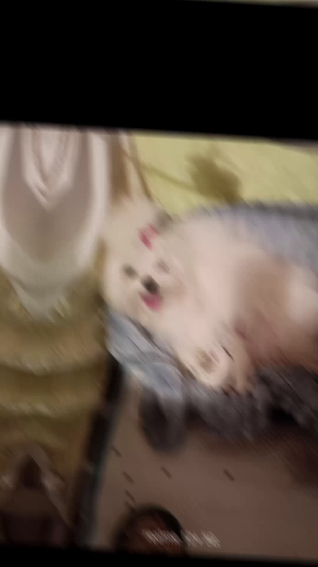 Maltese cani in vendita: Maltese - Video 1