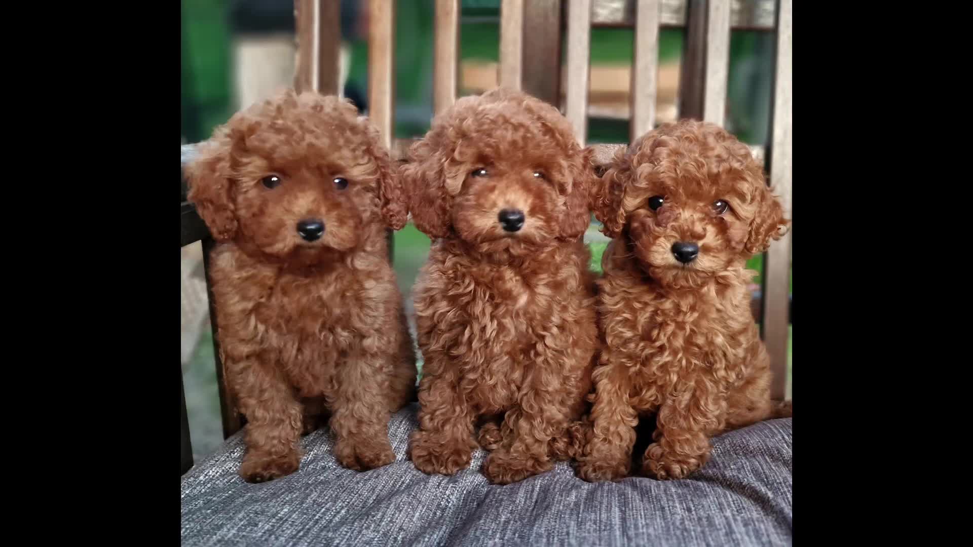 Barboncino Toy cani in vendita: Barboncino mini toy e Teacup Red brown  - Video 1
