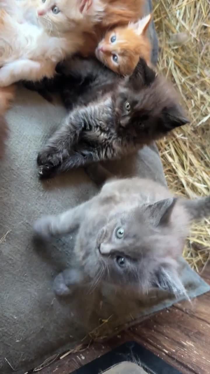 Maine Coon gatti in vendita: Cuccioli di Maine coon con pedigree - vari colori  - Video 1