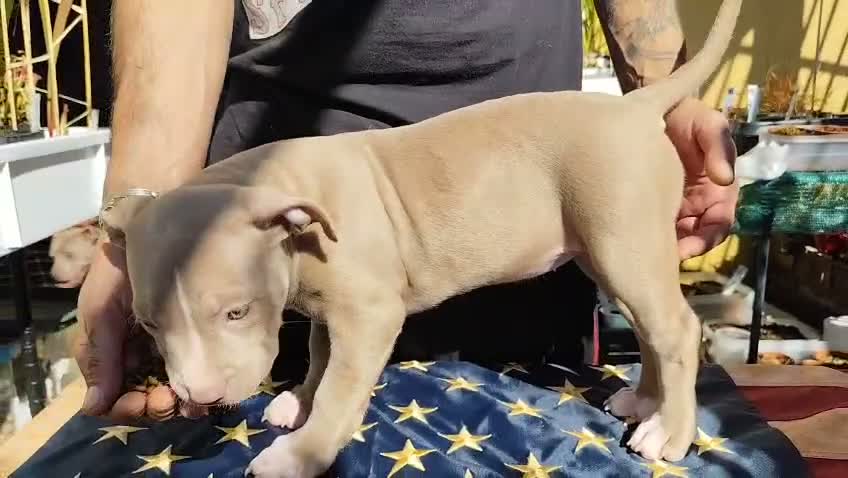 Pitbull cani in vendita: American Pitbull Terrier con pedigree - Video 3