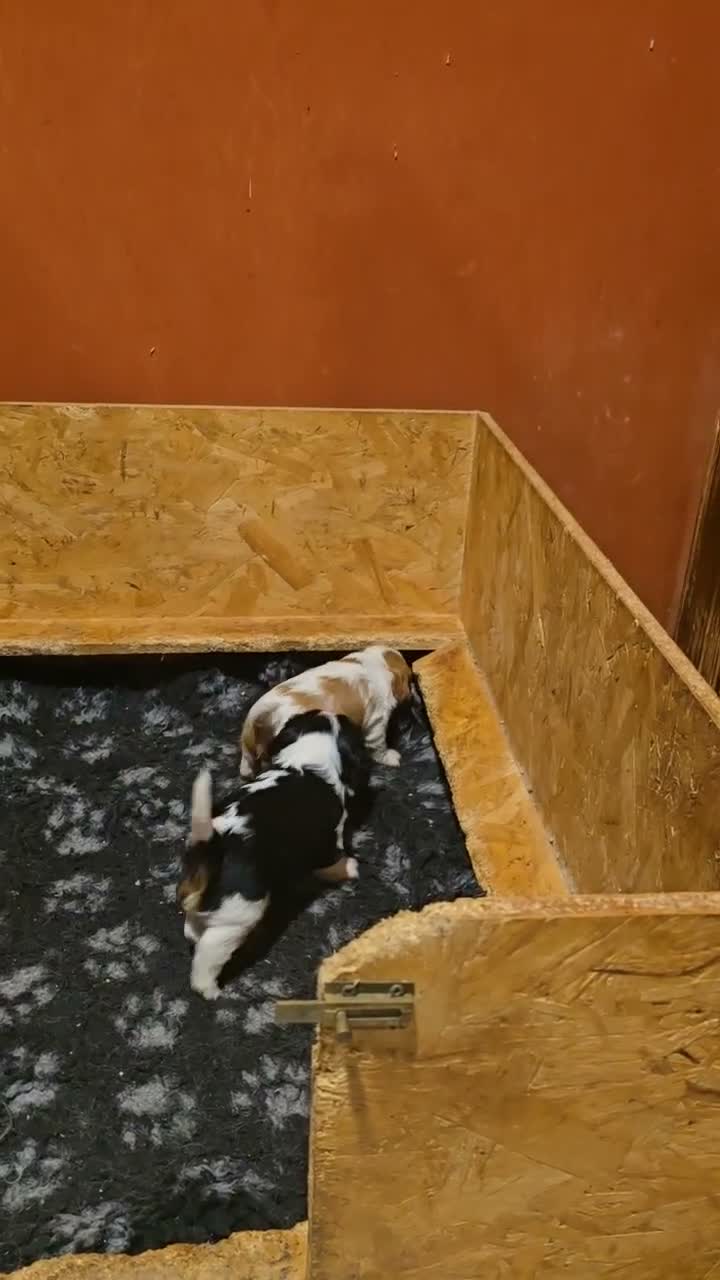 Cavalier King cani in vendita: Cuccioli di Cavalier King con Affisso ENCI  - Video 1