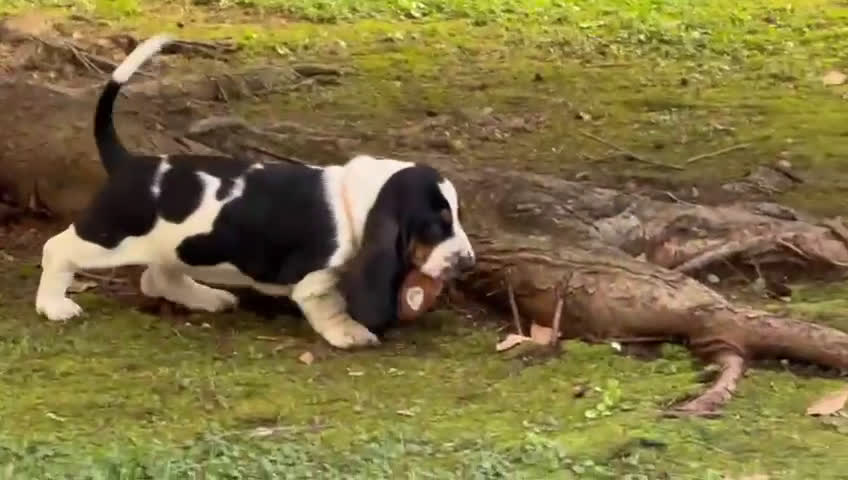 Bassethound cani in vendita: cuccioli di bassethound - Video 1