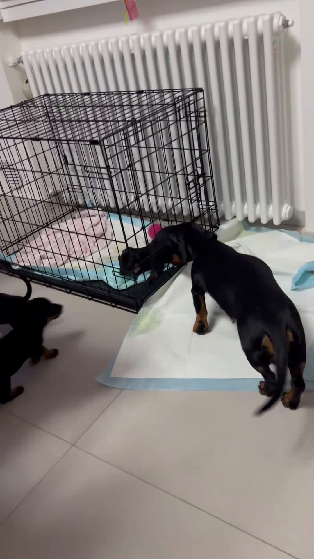 Bassotto cani in vendita: Cuccioli bassotto  - Video 1