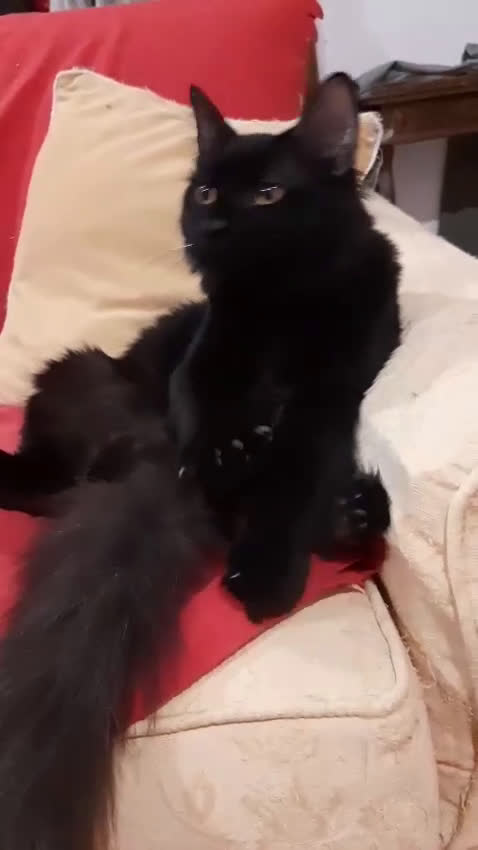 Europeo gatti in regalo: STUPENDO MCETTO PELO LUNGO - Video 1