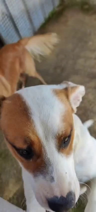 Meticcio cani in regalo: Loky: 10 mesi, taglia contenuta, socievole  - Video 1