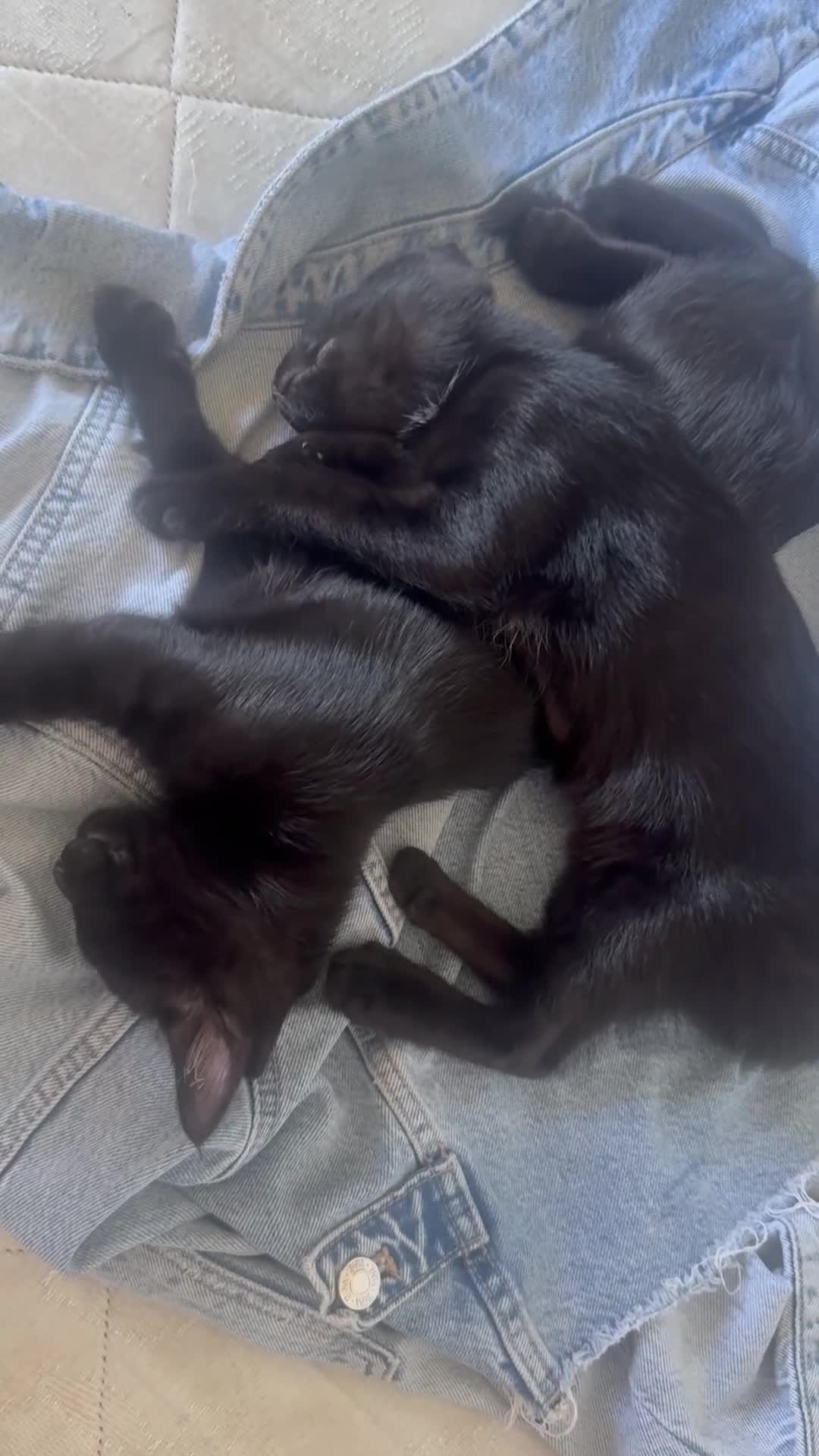 Altre razze gatti in regalo: 🩵GATTINO DOLCE IN REGALO🩷☘️ - Video 1