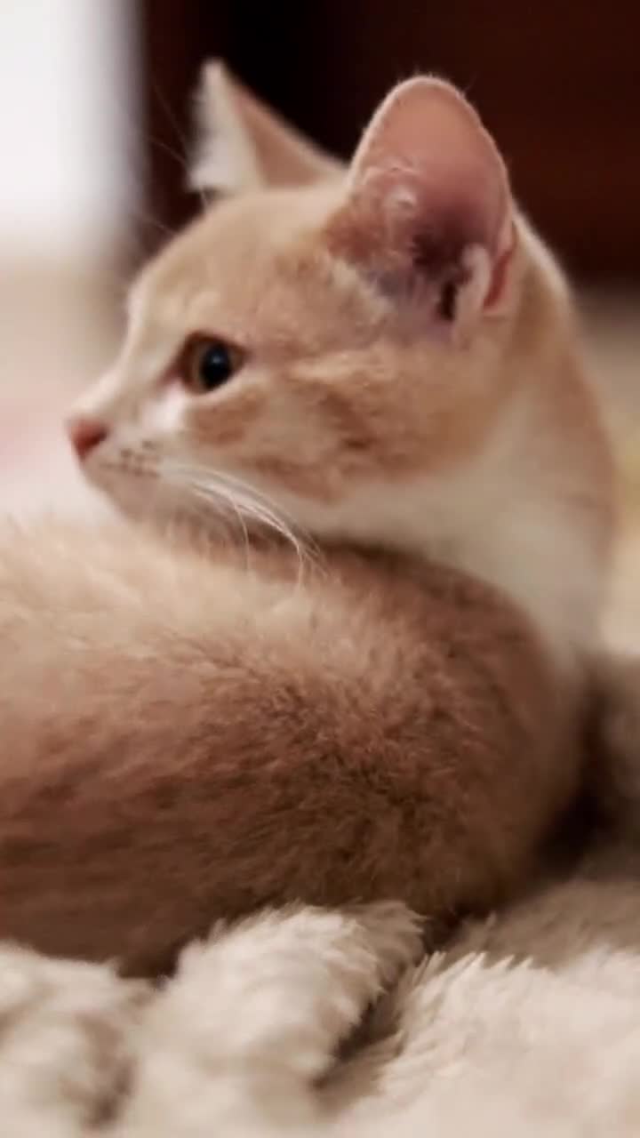 Altre razze gatti in regalo: Gattini (2 ♀ 1 ♂) - Video 2