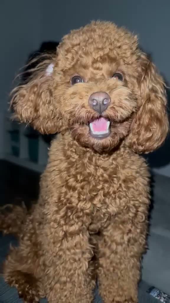 Barboncino Toy cani per accoppiamento: Cercasi fidanzatina!! a Città Metropolitana di Torino - Video 1