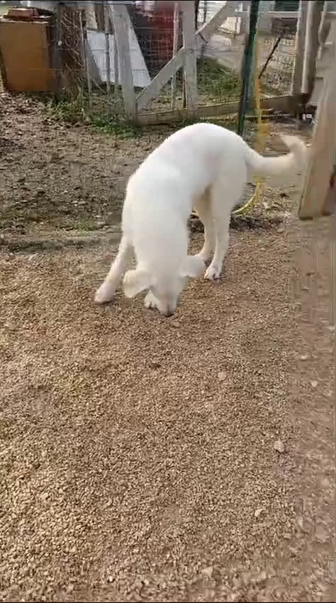 Meticcio cani in regalo: DEMYR DOLCE NUVOLETTA BIANCA a Città metropolitana di Roma Capitale - Video 2