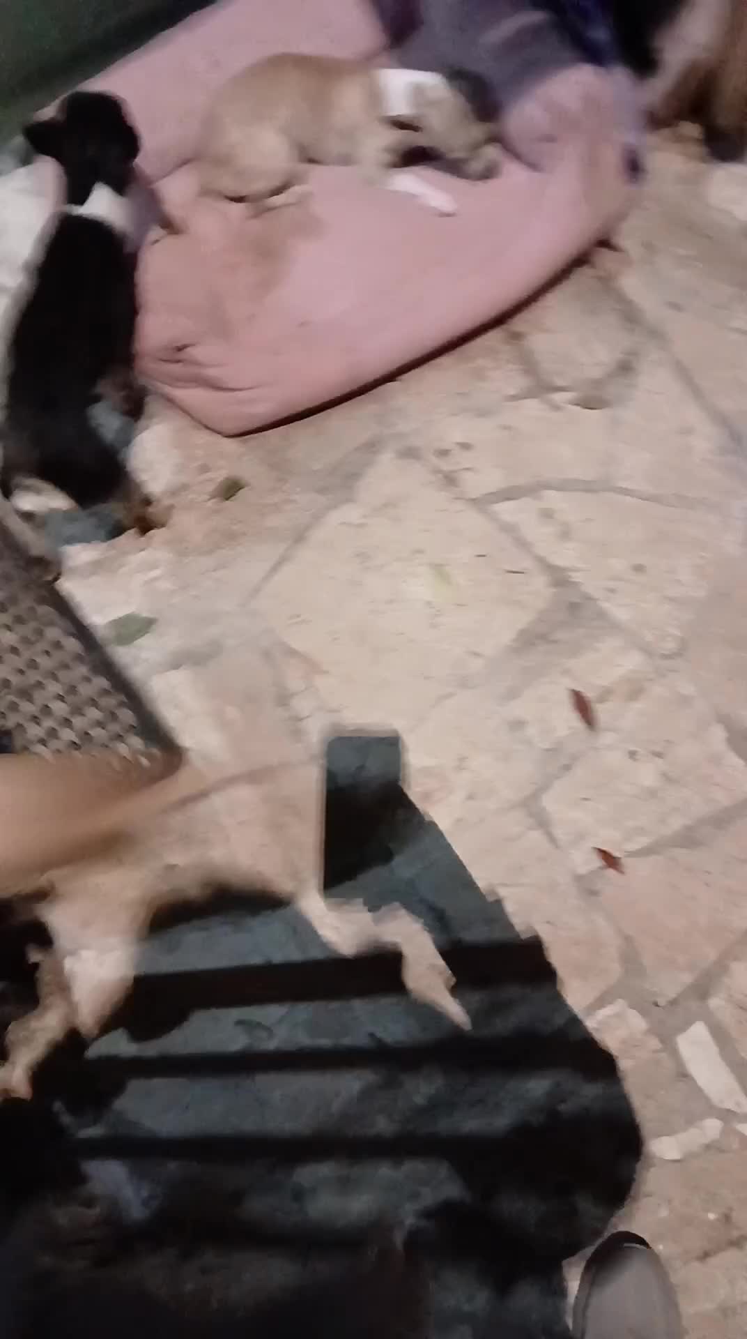 Chihuahua cani in vendita: Chihuahua bellissimi e dolcissimi - Video 4