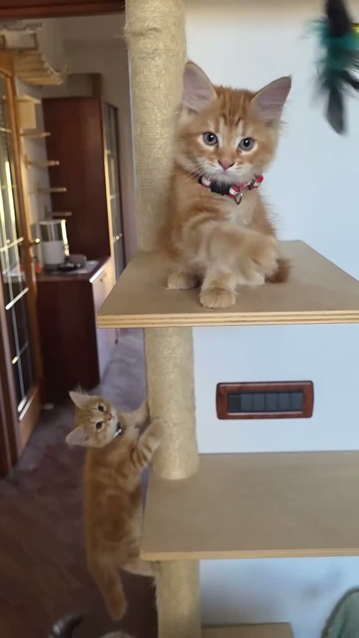 Siberiano gatti in vendita: Cucciola siberiana - Video 3