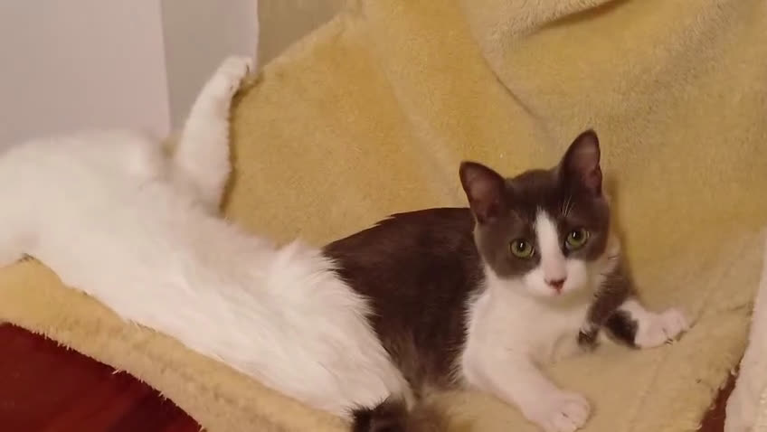 Europeo gatti in regalo: Pandino e Frangetta - Video 1