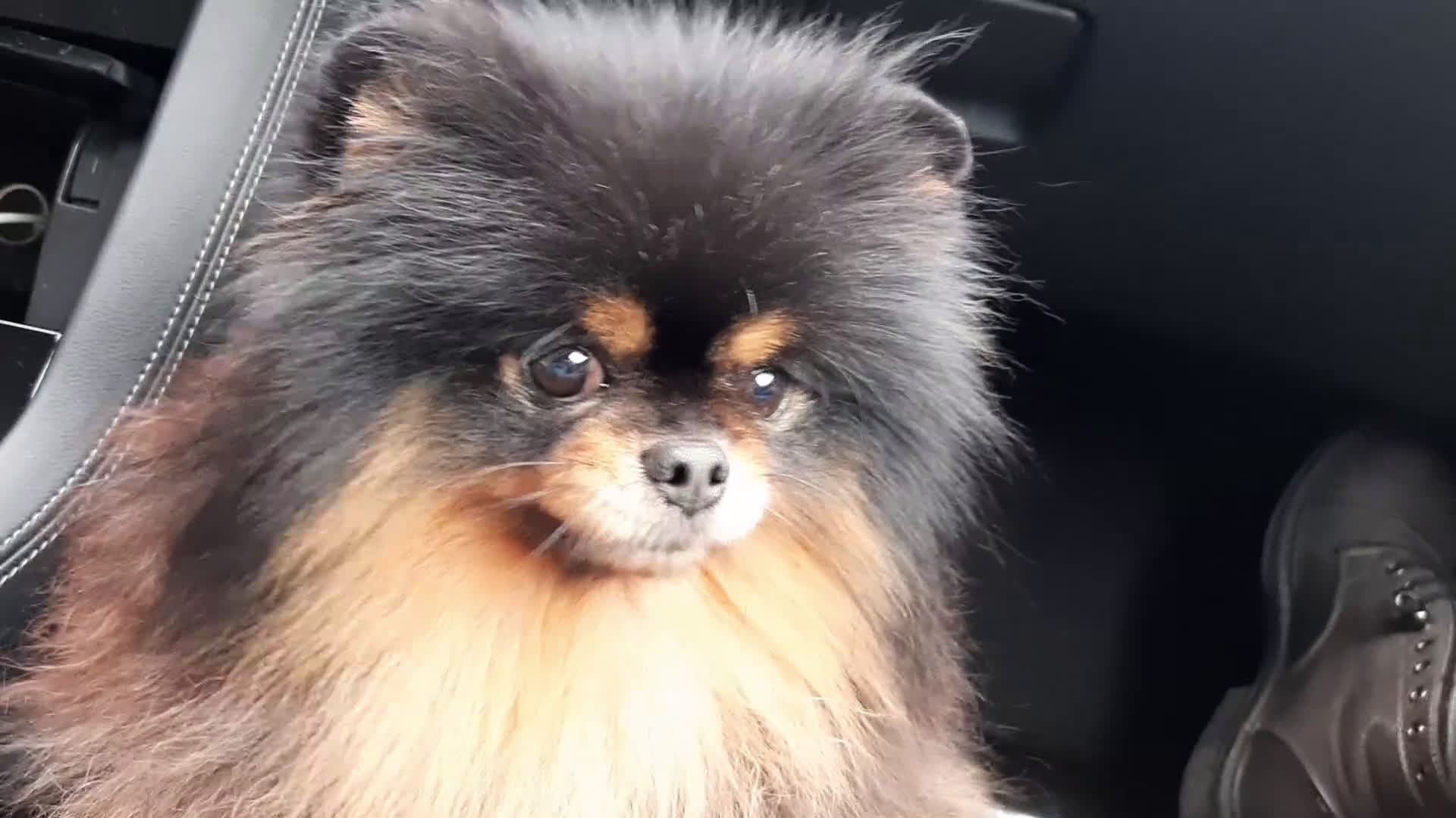 Spitz cani per accoppiamento: Spitz tedesco NANO Pomerania  a Provincia di Monza e della Brianza - Video 1