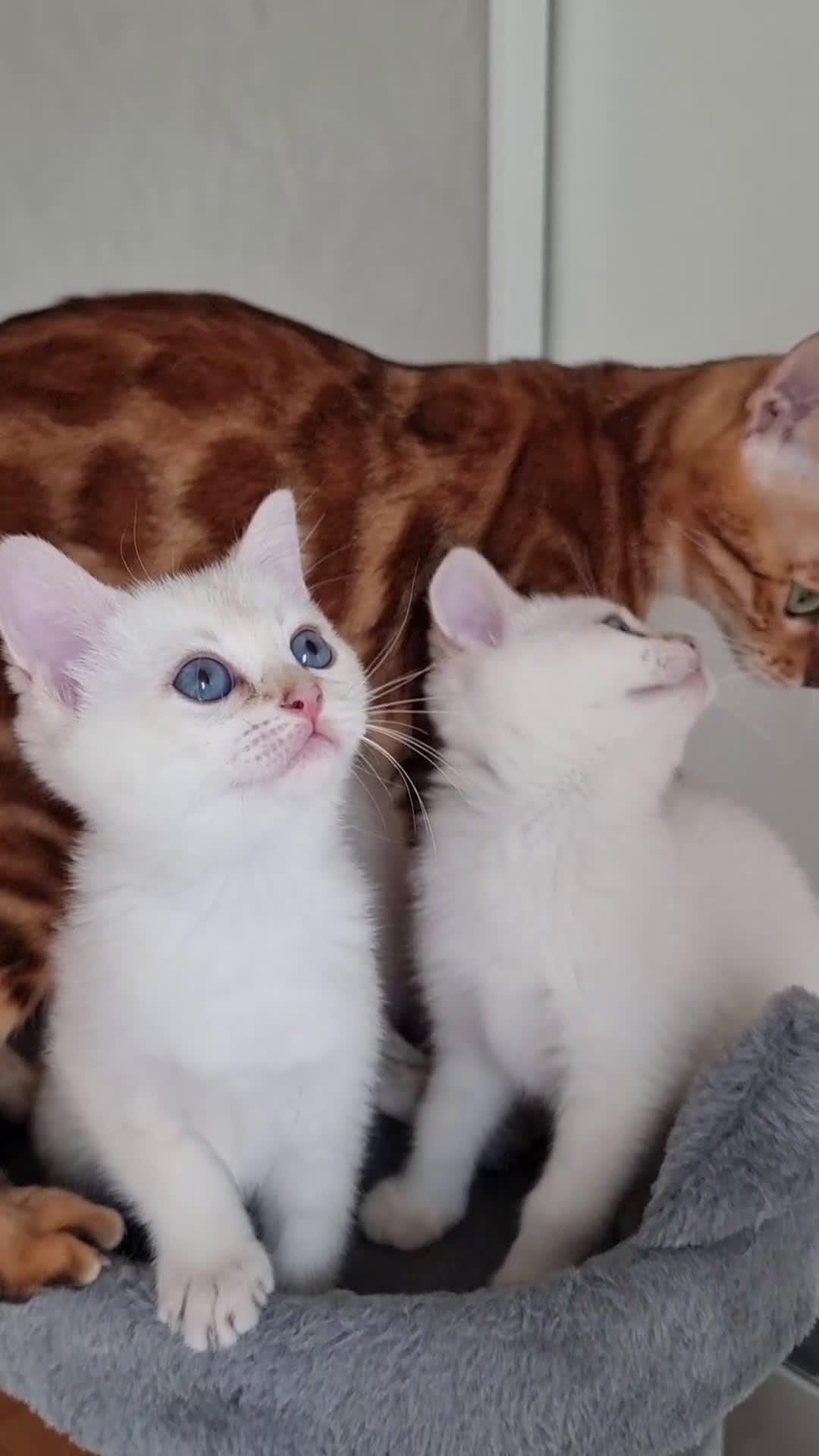 Scottish gatti in vendita: Gattini disponibili  - Video 1