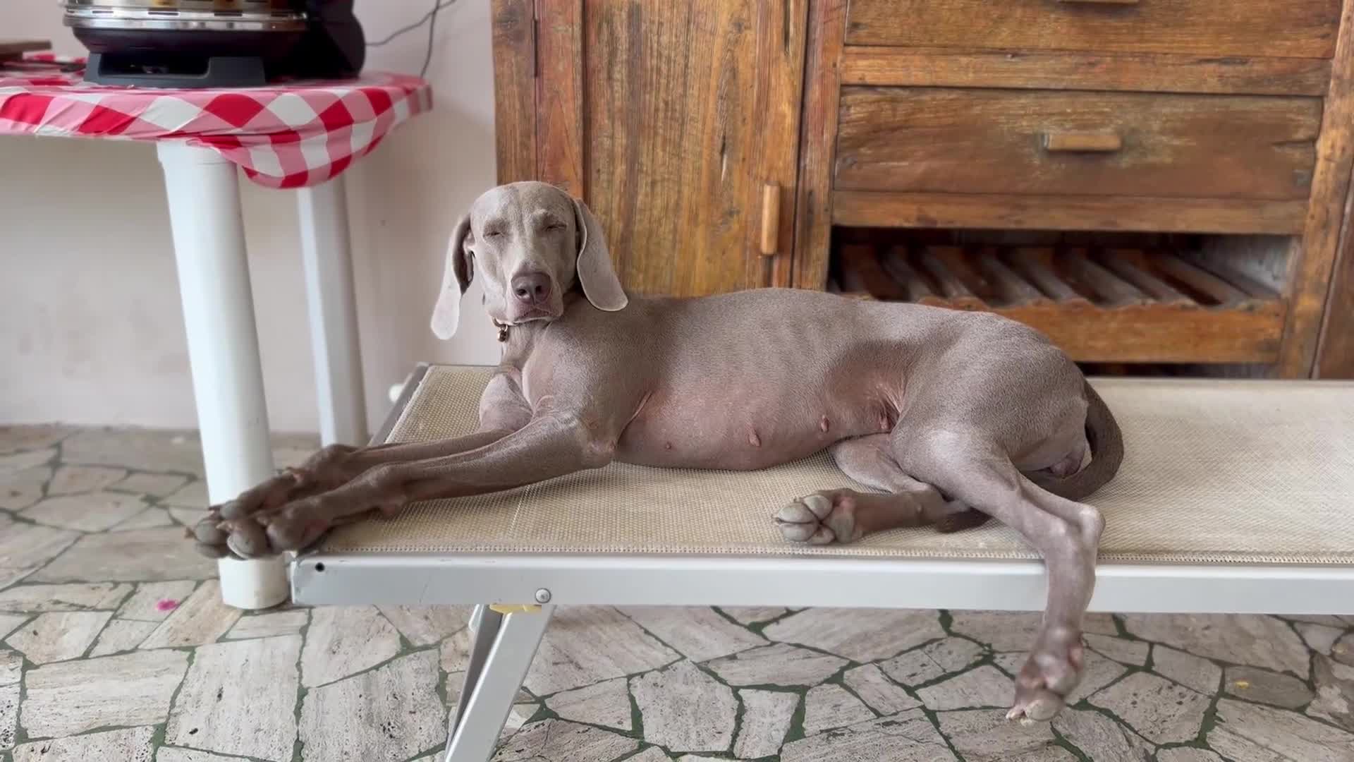 Weimaraner cani in vendita: Cucciolo di Weimaraner - Video 2