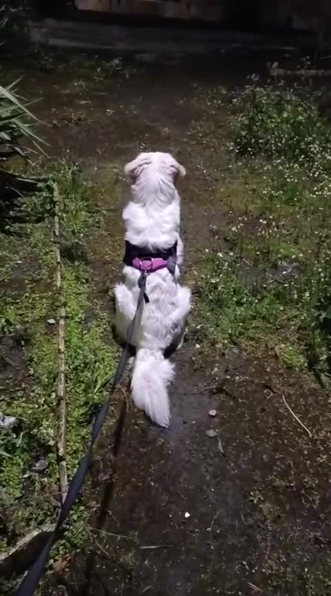 Meticcio cani in regalo: Jimmy, mini maremmano in canile - Video 5