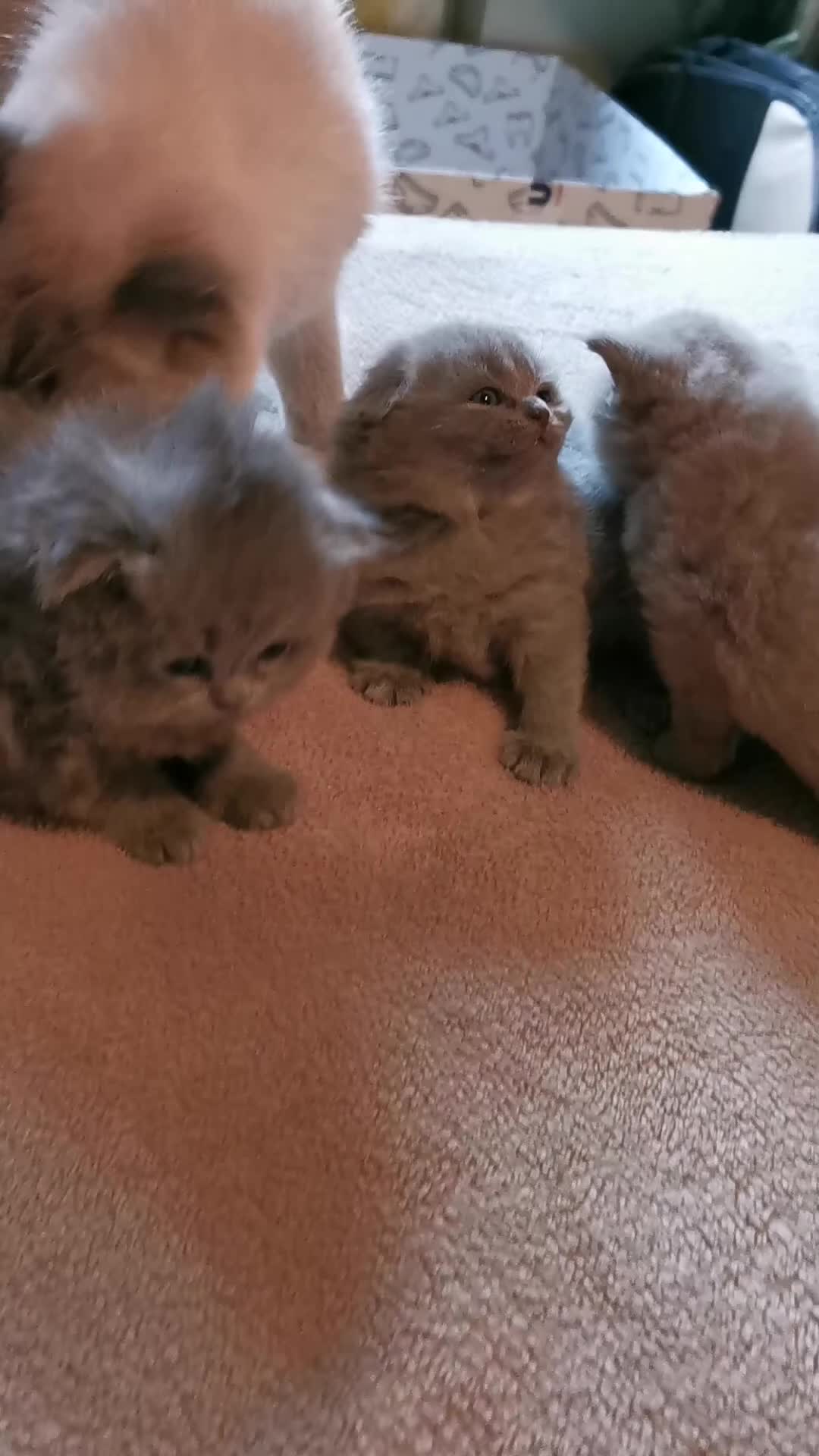 Scottish gatti in vendita: Gattini, cuccioli Scottish è British  - Video 2