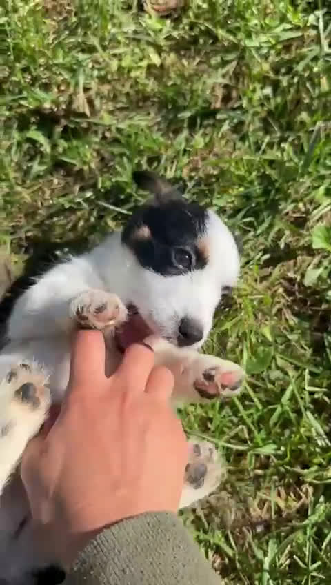 Jack Russell cani in vendita: cuccioli Jack Russell Terrier - Video 1