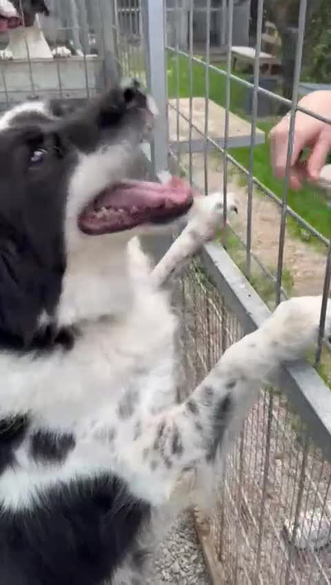 Meticcio cani in regalo: Sam: dolce pastorino vivace e socievole  - Video 4