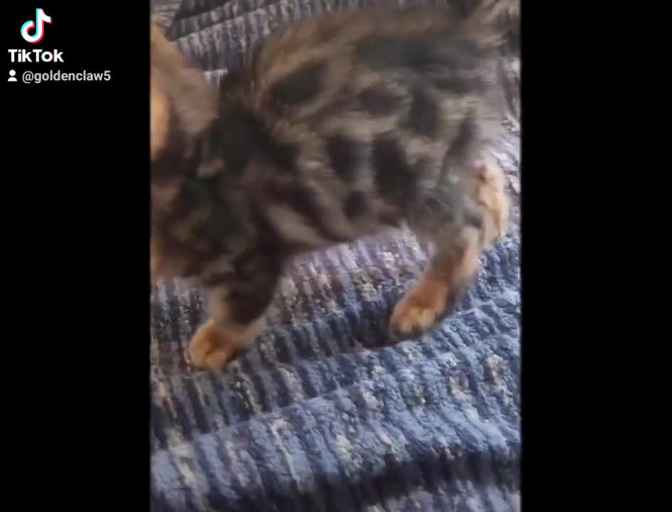 Bengala gatti in vendita: Cuccioli di Bengala disponibili  - Video 4