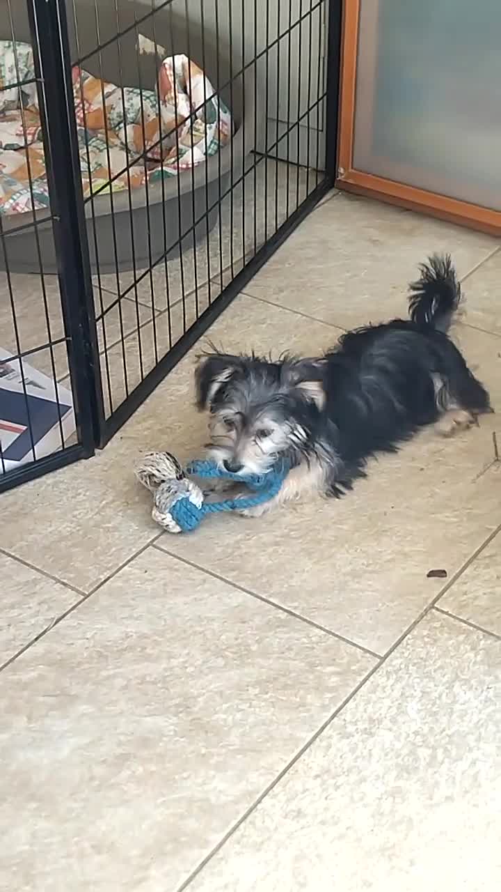 Meticcio cani in regalo: CUCCIOLA TG PICCOLA - Video 3