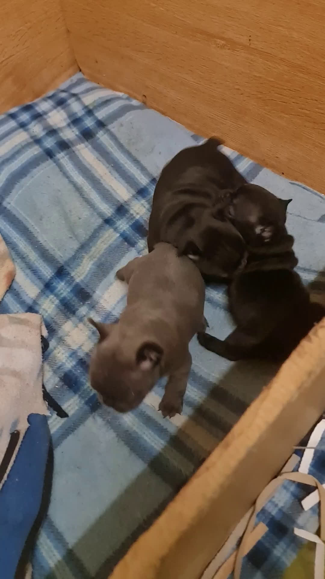 Bulldog Francese cani in vendita: BULLDOG FRANCESI CUCCIOLI allevati personalmente - Video 2