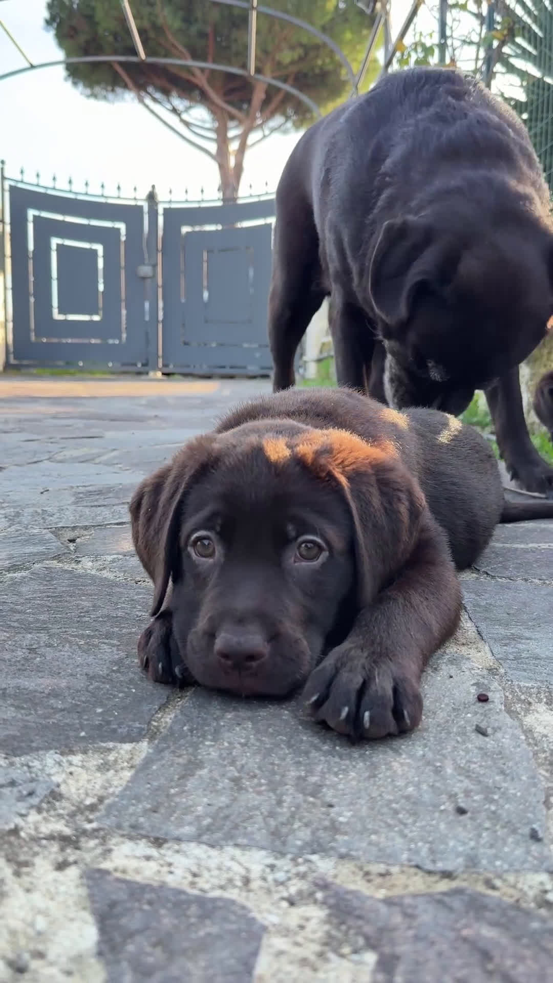 Labrador cani in vendita: Labrador Cioccolato - Video 3
