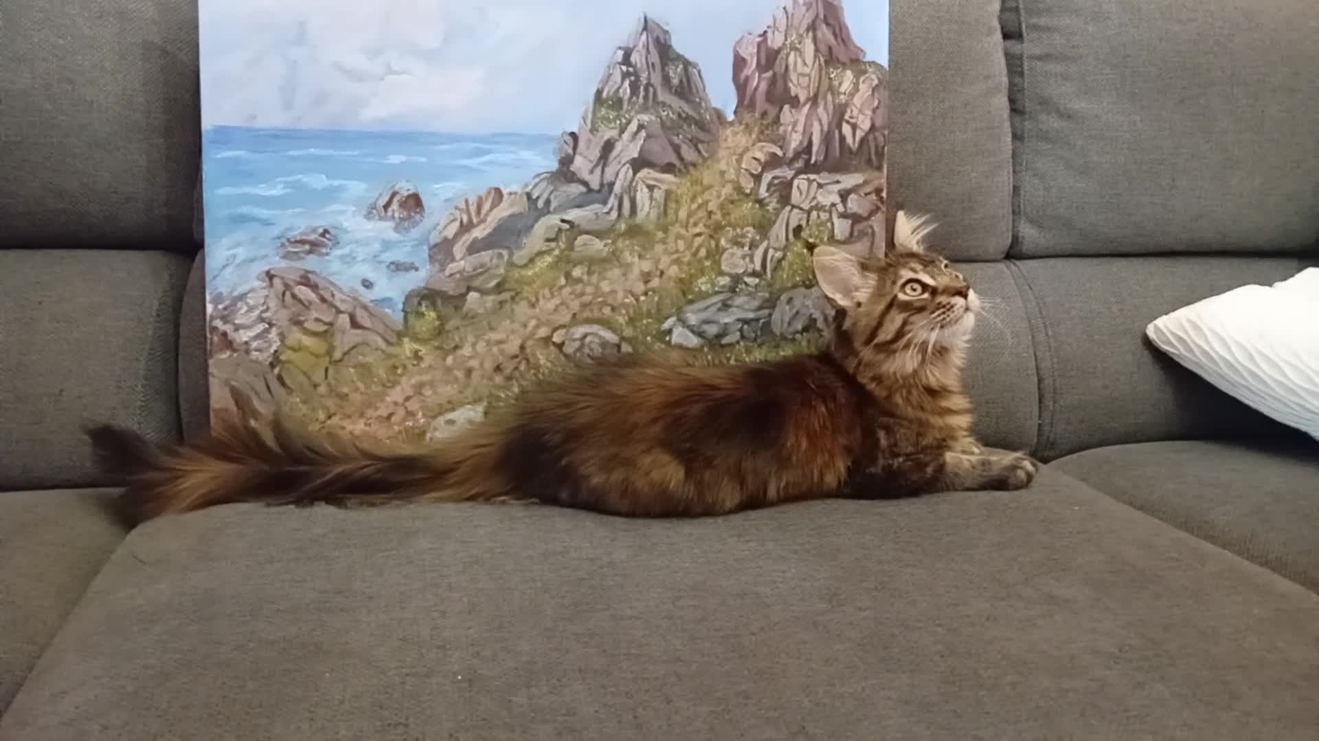 Maine Coon gatti in vendita: Cucciola Maine Coon - Video 1