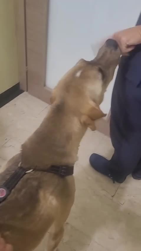 Meticcio cani in regalo: Dylan, un cane tenero e devoto alla famglia - Video 3