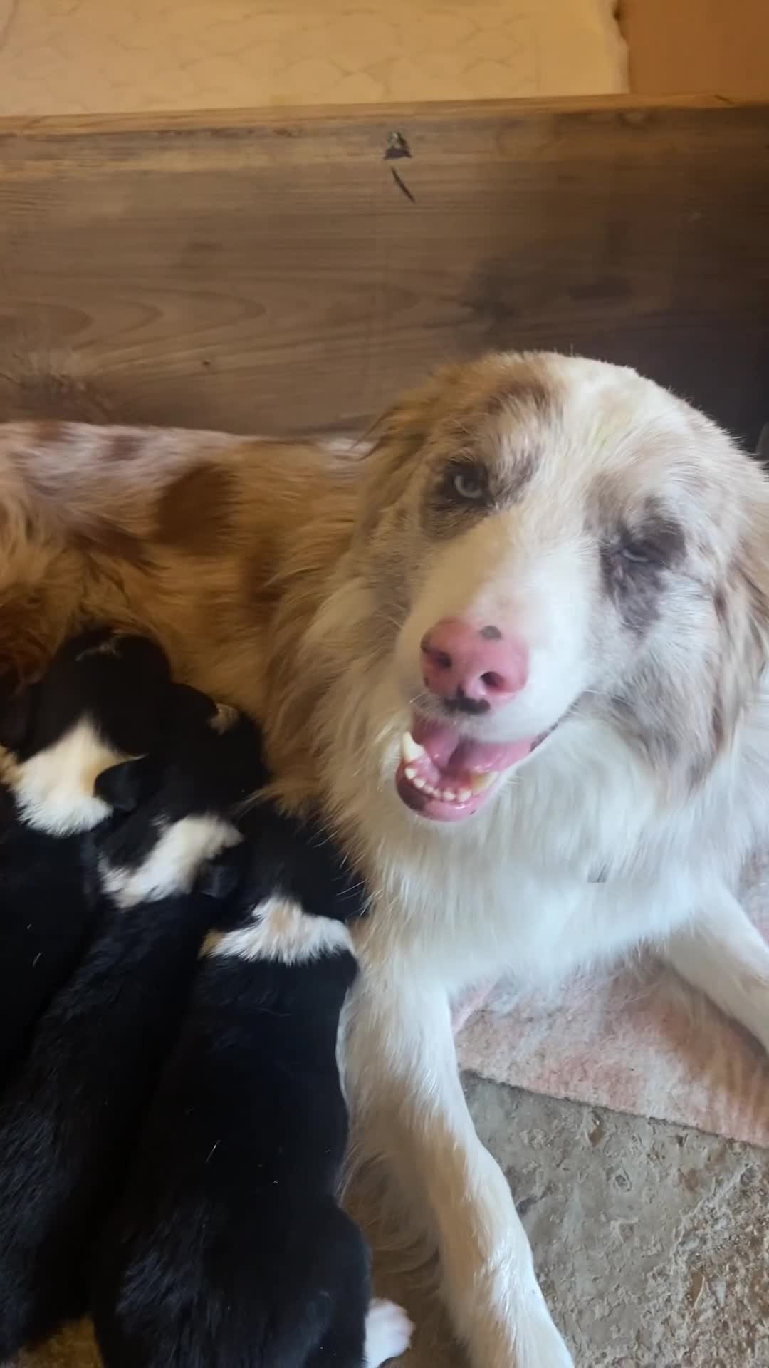Border Collie cani in vendita: Border collie  - Video 2