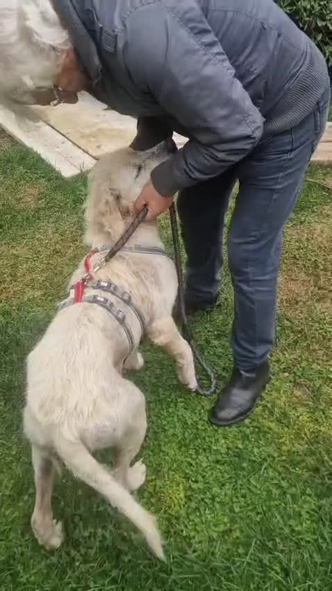 Meticcio cani in regalo: Fatima cagnolona dal cuore grande a Provincia di Padova - Video 5