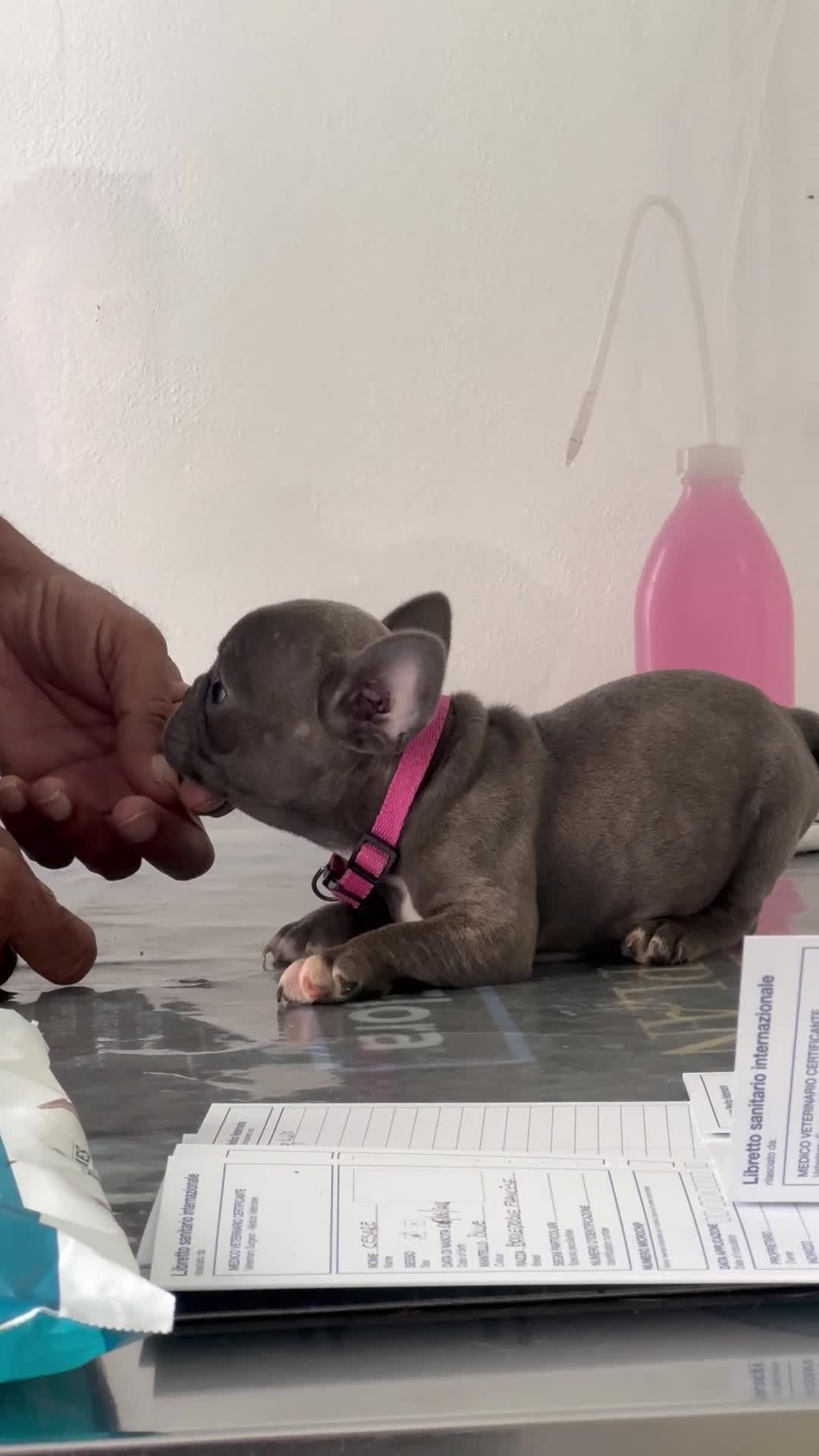 Bulldog Francese cani in vendita: Bulldog francese  - Video 4