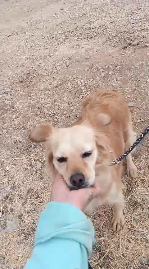 Meticcio cani in regalo: Najma, una dolce e tenera meticcia - Video 1