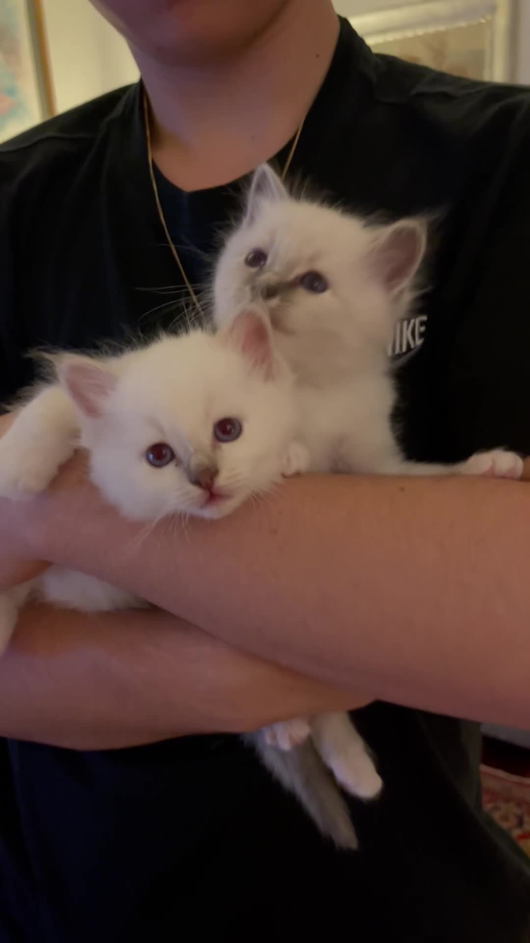 Sacro di Birmania gatti in vendita: Cuccioli di Sacri Di Birmania - Video 2