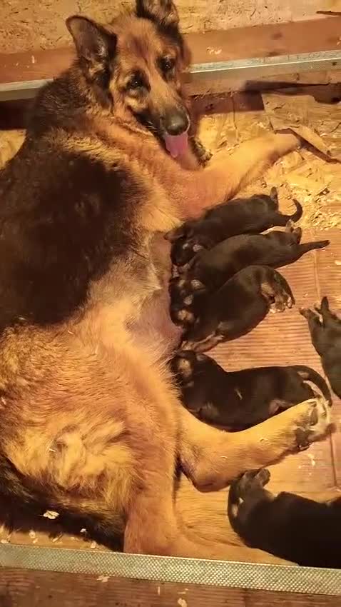 Pastore Tedesco cani in vendita: Cuccioli pastore tedesco a Provincia di Ravenna - Video 1