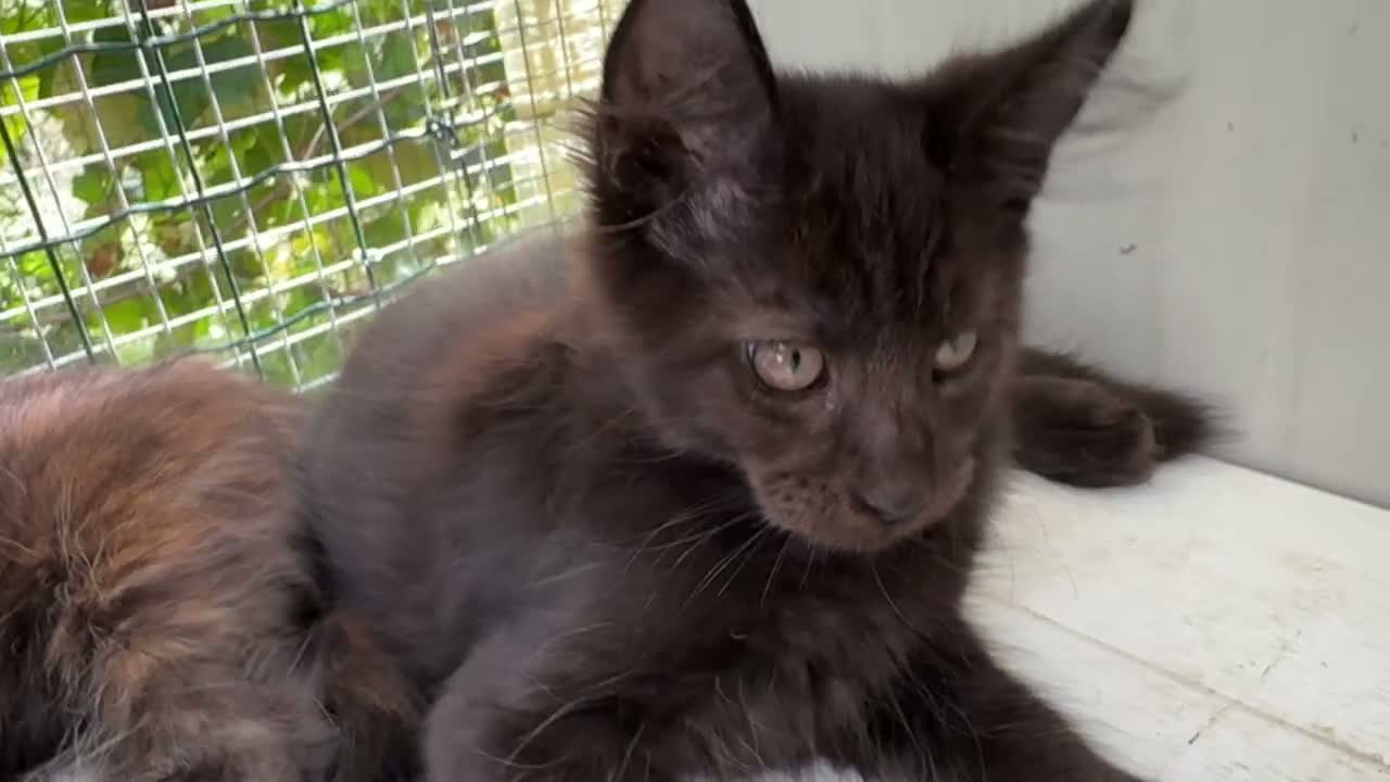 Maine Coon gatti in vendita: Maschietto nero di maine coon (Black Velvet) - Video 1