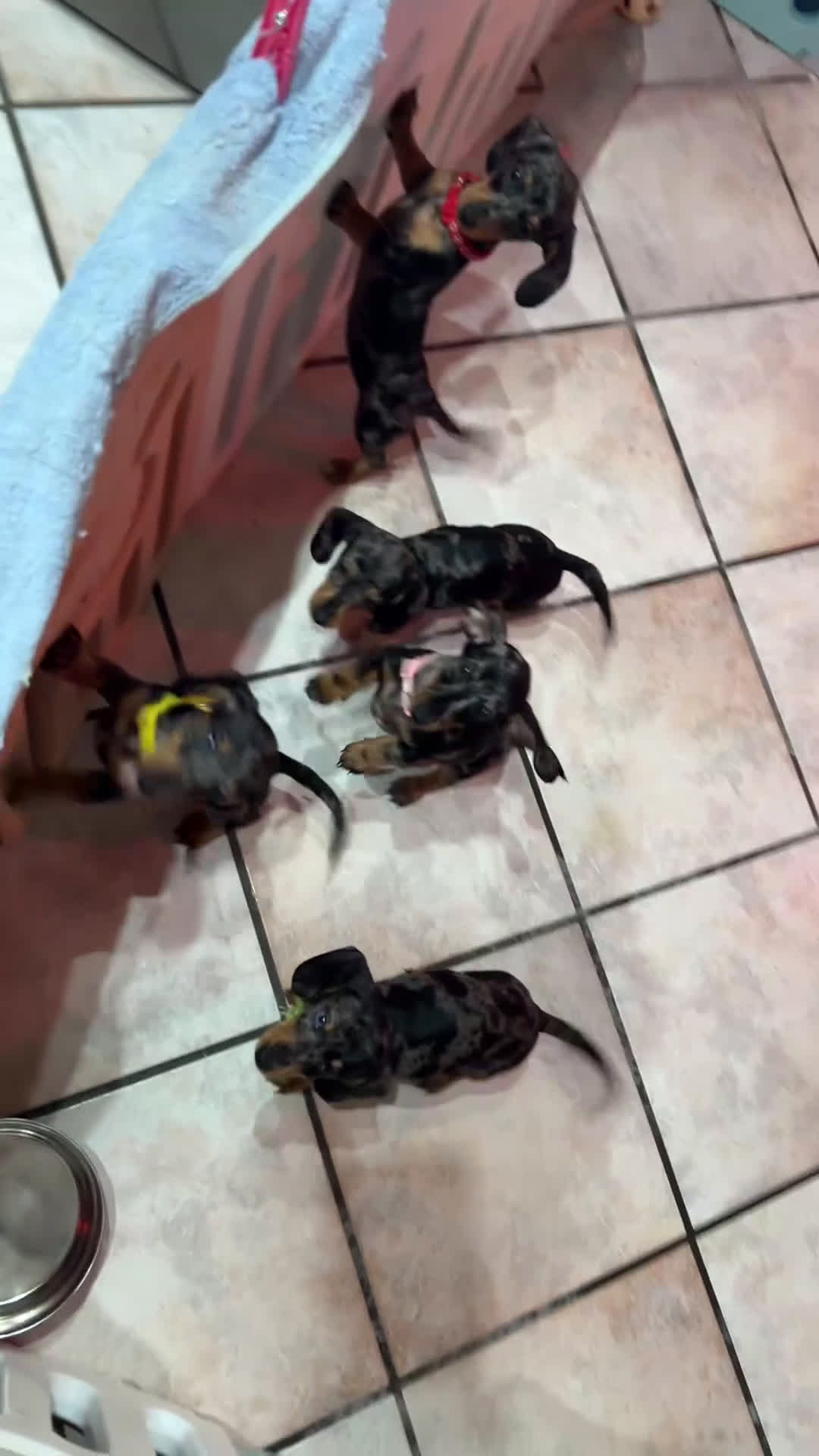 Bassotto cani in vendita: cucciole di bassotto nano a pelo corto  - Video 5