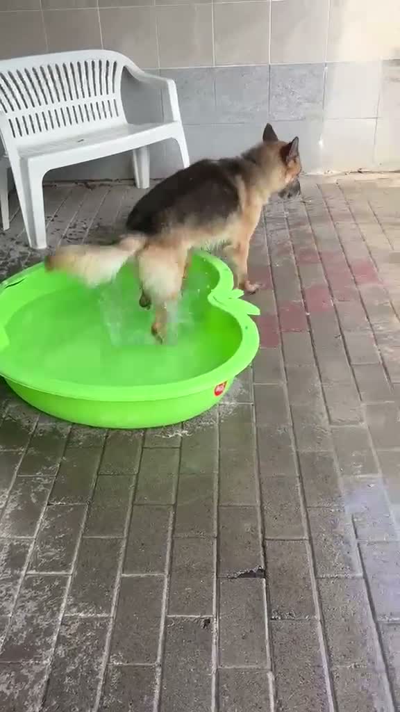 Meticcio cani in regalo: CICCILLO ALLA RICERCA DI UNA CASA - Video 4