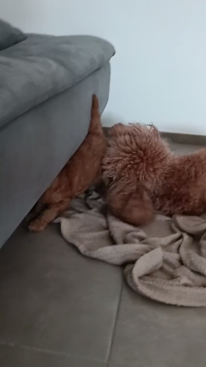 Barboncino cani in vendita: Cuccioli di barboncino red - Video 1