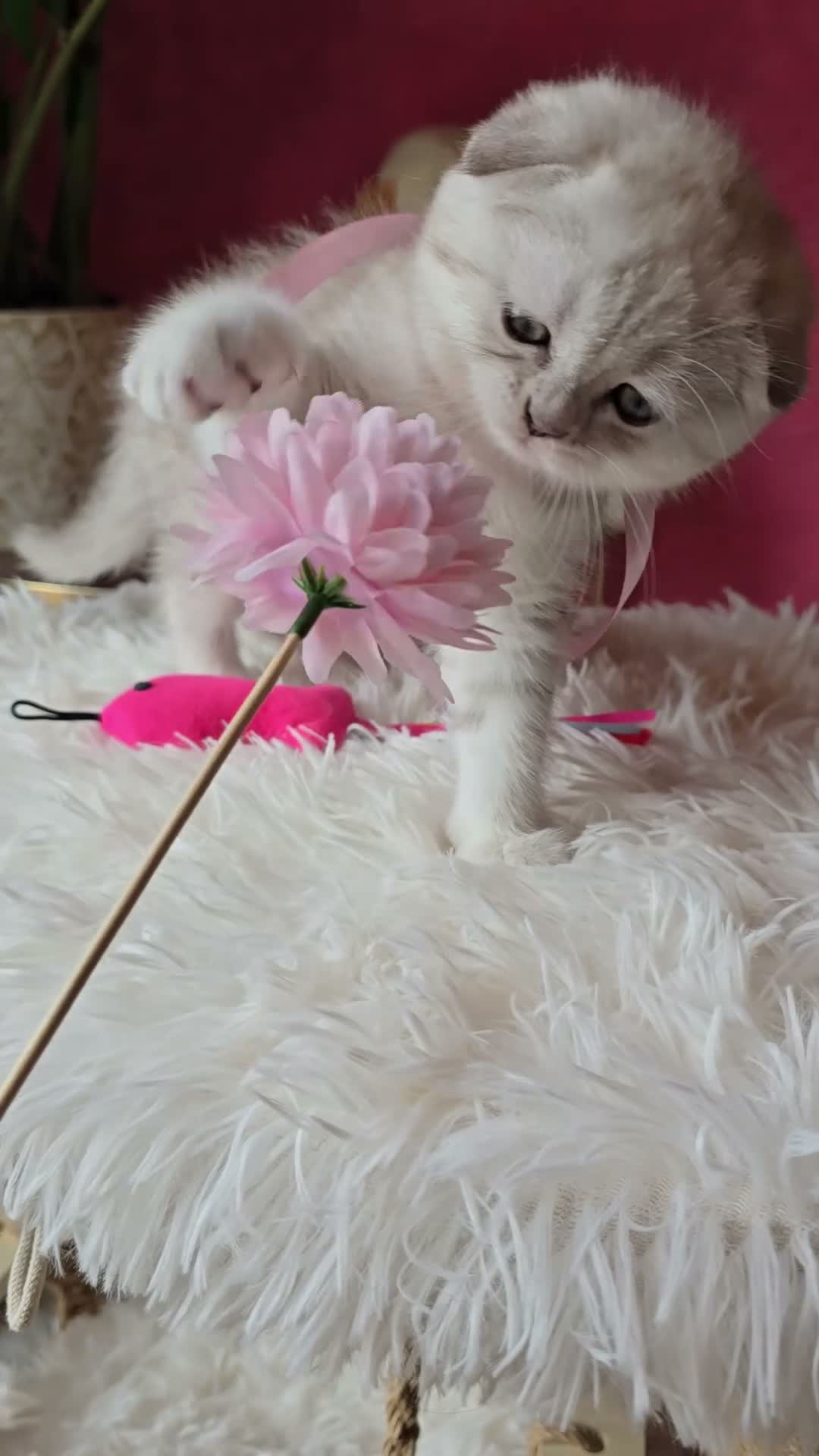 Scottish gatti in vendita: Scottish fold e straight  - Video 3