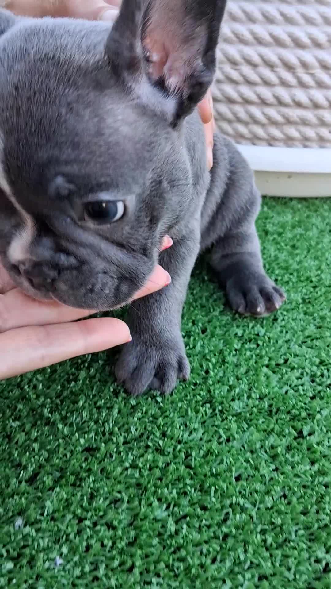Bulldog Francese cani in vendita: Bulldog francese maschio  - Video 1
