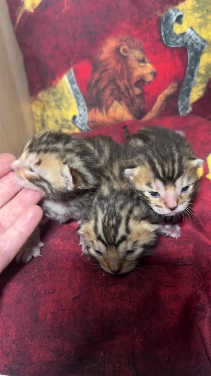 Bengala gatti in vendita: Maschietti bengal puri manto brown - Video 2