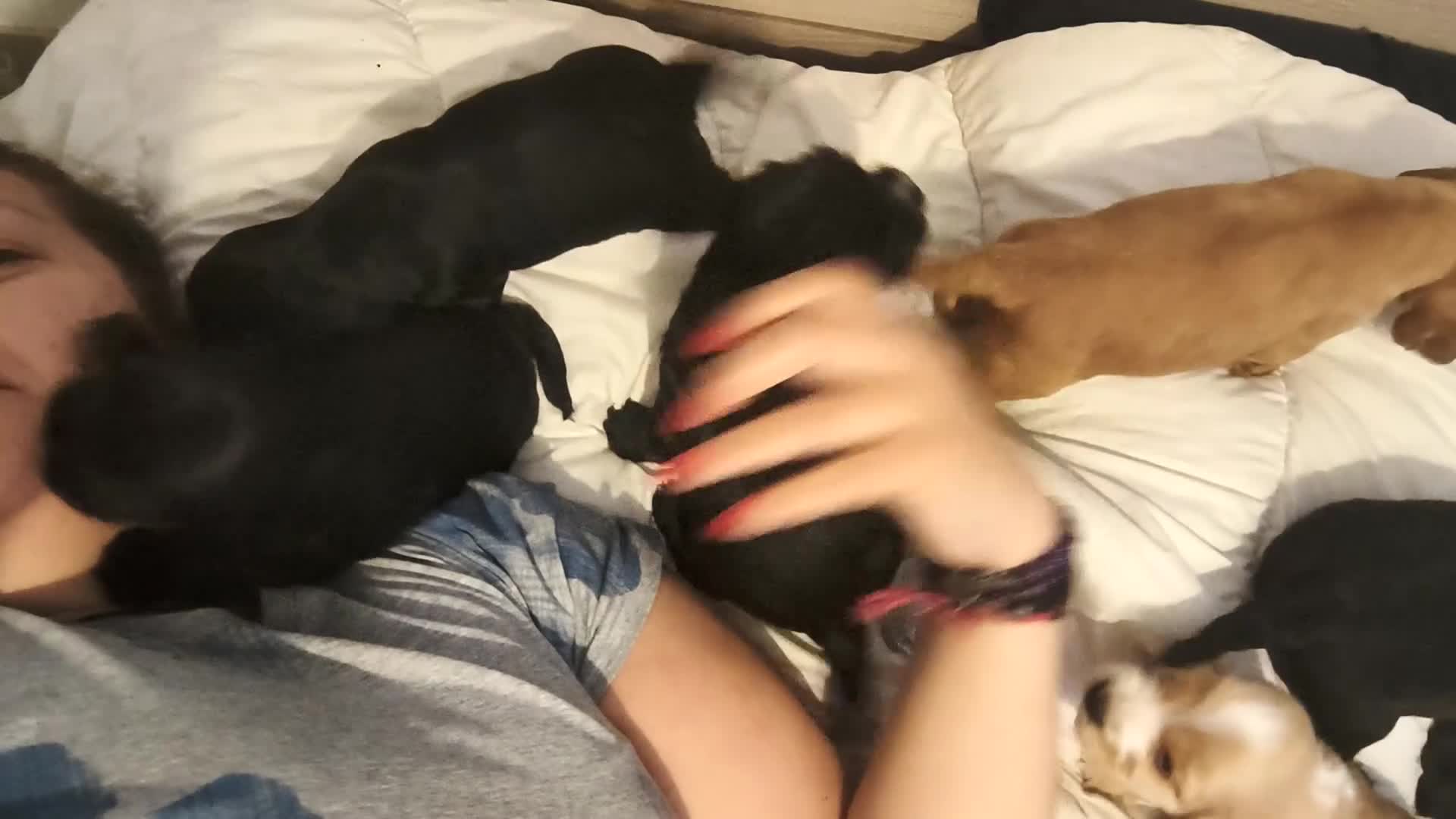Cocker cani in vendita: Cocker spaniel francini's  - Video 2