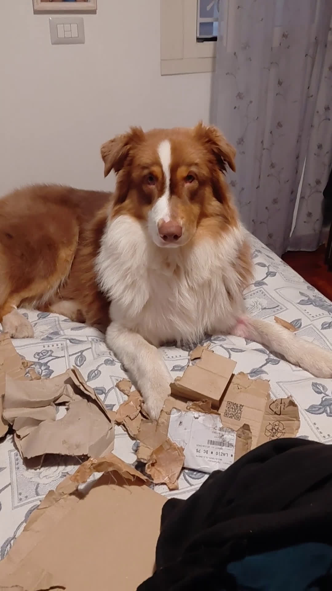 Australian Shepherd cani per accoppiamento: Pastore australiano  - Video 5