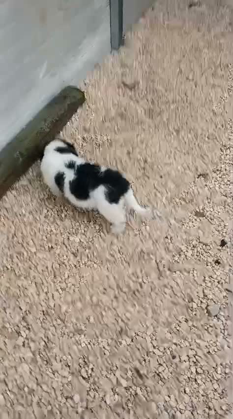 Meticcio cani in regalo: IL MORBIDO E DOLCE DUPLO a Città metropolitana di Roma Capitale - Video 2