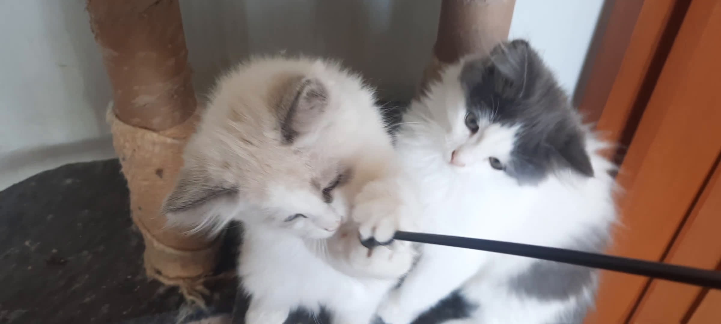 Siberiano gatti in vendita: gattini molto dociliballevati in famiglia a Provincia di Forlì-Cesena - Video 2