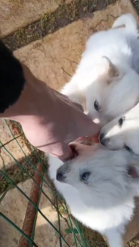 Volpino Italiano cani in vendita: cuccioli di volpino italiano  - Video 3