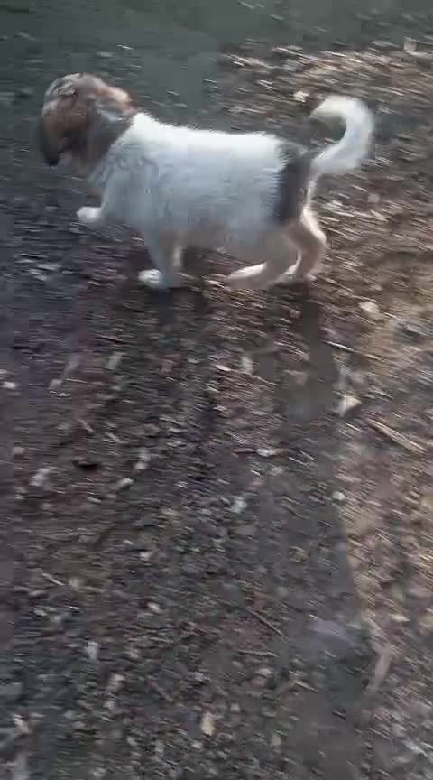 Pastore Asia Centrale cani in vendita: Cuccioli Cane da Pastore dell'Asia Centrale - Video 1