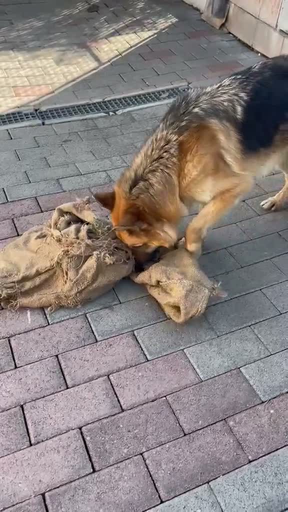 Pastore Tedesco cani in regalo: RAMOS PASTORE TEDESCO - Video 2